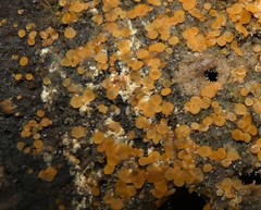 Orbilia xanthostigma