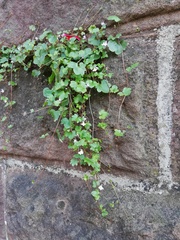 Cymbalaria muralis
