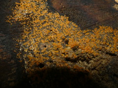 Orbilia xanthostigma