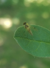 Chrysopilus modestus