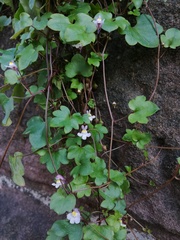 Cymbalaria muralis