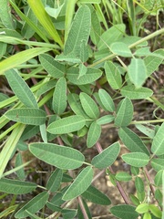 Lespedeza daurica