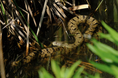 Nerodia rhombifer