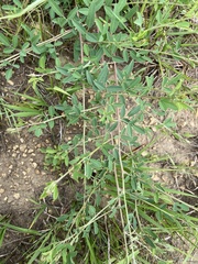 Lespedeza daurica