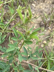 Lespedeza daurica