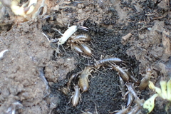 Forficula auricularia