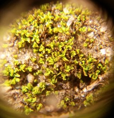 Bryopsida