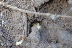 Forficula auricularia