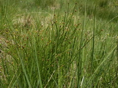 Trichophorum alpinum