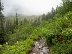 Rubus spectabilis spectabilis