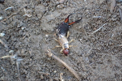 Forficula auricularia