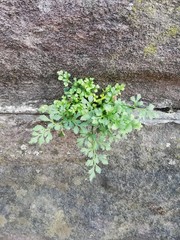 Asplenium ruta-muraria