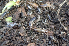 Forficula auricularia