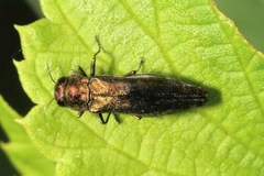 Agrilus viridis