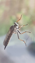 Neomochtherus geniculatus