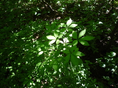 Eleutherococcus senticosus