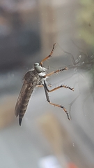 Neomochtherus geniculatus