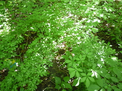 Eleutherococcus senticosus