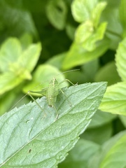 Leptophyes punctatissima