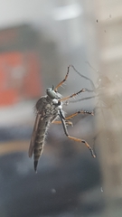 Neomochtherus geniculatus