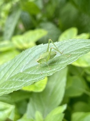 Leptophyes punctatissima