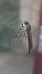 Neomochtherus geniculatus