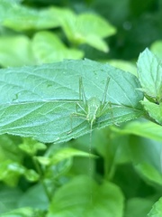 Leptophyes punctatissima