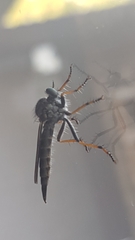 Neomochtherus geniculatus