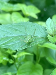 Leptophyes punctatissima