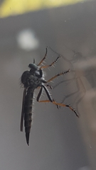 Neomochtherus geniculatus