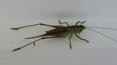 Anisoptera
