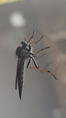 Neomochtherus geniculatus