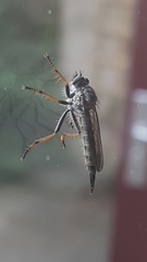 Neomochtherus geniculatus