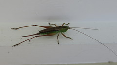 Anisoptera