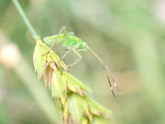 Adelphocoris quadripunctatus