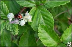 Cryptocephalus coryli