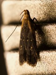 Dichomeris costarufoella