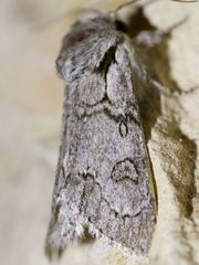 Acronicta tota