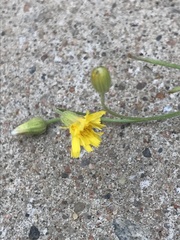 Asteraceae