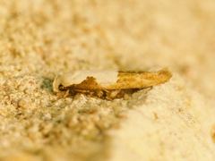 Mompha circumscriptella