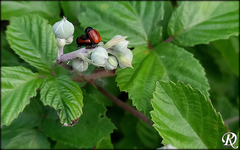 Cryptocephalus coryli