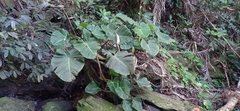 Philodendron ornatum
