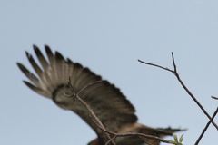 Buteo auguralis