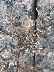 Rorippa palustris