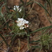 Crabbea angustifolia - Photo (c) fayne, alguns direitos reservados (CC BY-NC), uploaded by fayne