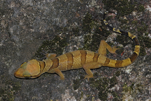 Cyrtodactylus intermedius (Smith, 1917)