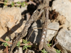 Geomantis larvoides