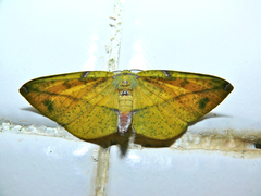 Omiza miliaria