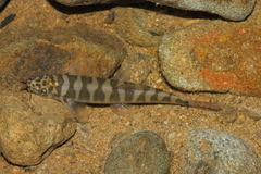 Ornate Tiger Sand Loach photo 3