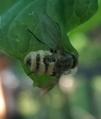 Entomophthora muscae